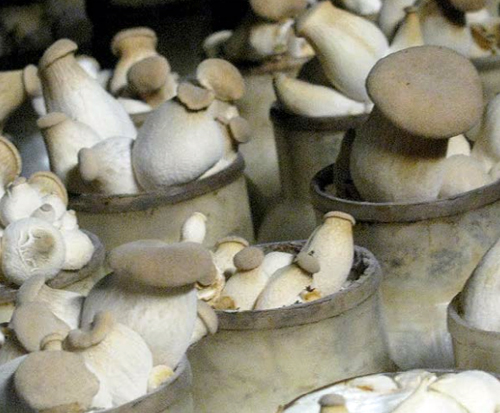 Harvesting mushrooms