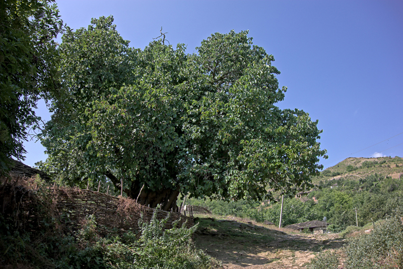 Mulberry tree