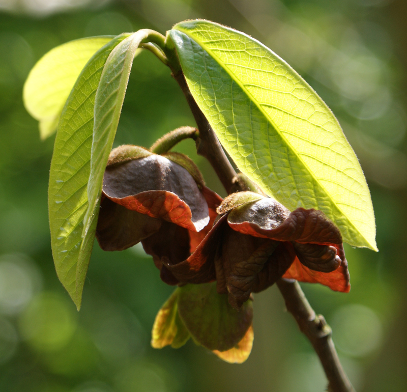 The flowers of the pawpaw tree produce an odor similar to that of rotting meat to attract blowflies or carrion beetles for cross pollination.