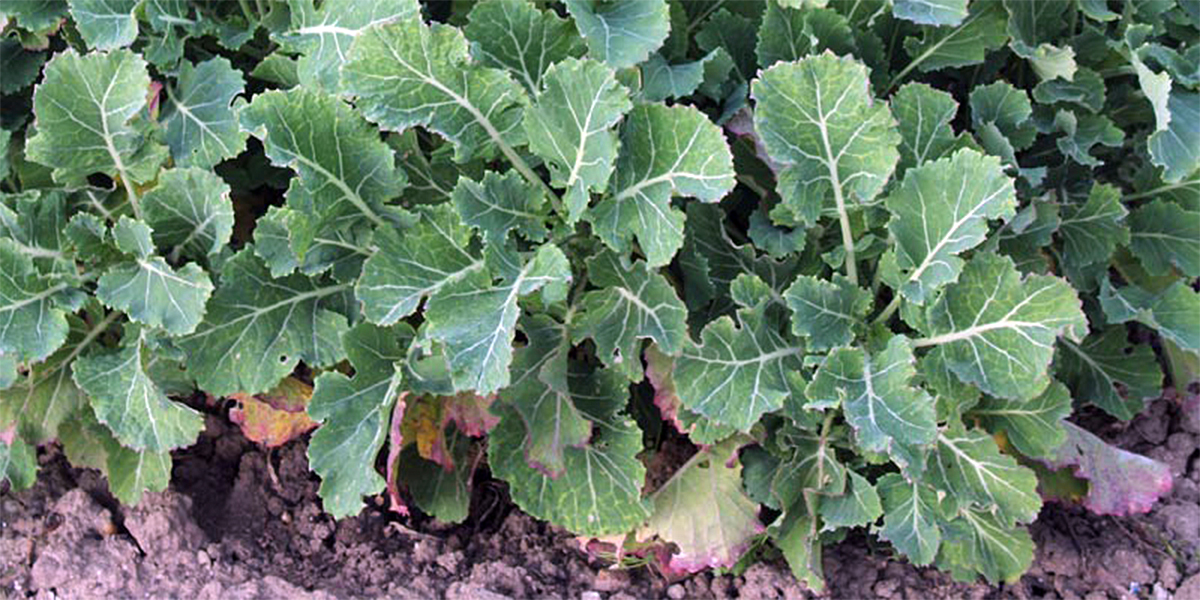 Perennial Kale My Walden Labs