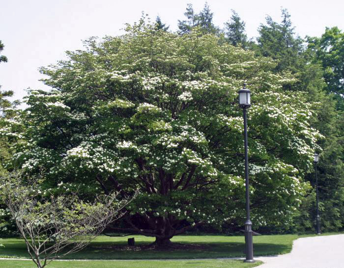 Cornus kousa tree