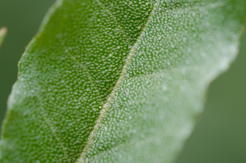 Elaeagnus umbellata leaf