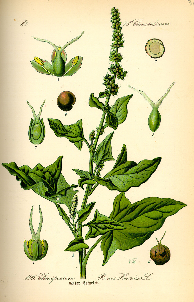 Illustration of Chenopodium bonus-henricus