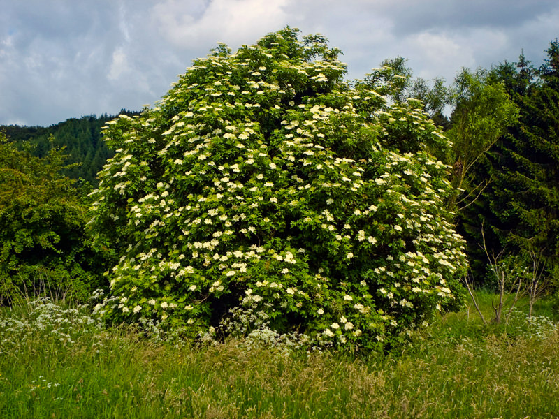 Black Elder (Sambucus nigra) in the Burgwald Mountains near Wetter-Unterrosphe, Hesse, Germany. Photo: Willow