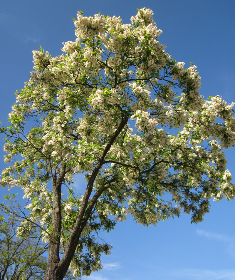 Collection 105+ Pictures picture of a black locust tree Sharp