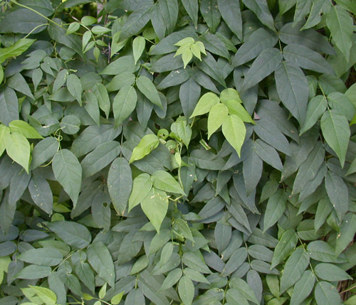 Groundnut foliage. Photo: http://extension.umass.edu/landscape/sites/landscape/files/weeds/leaves/apoam6228w.jpg