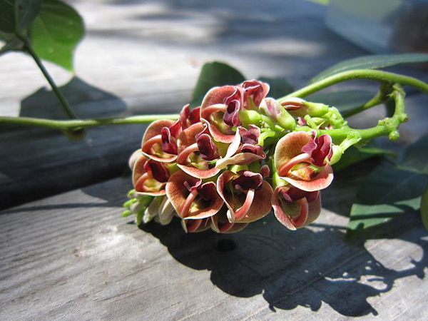 American groundnut flowers. Photo: Wikimedia Commons