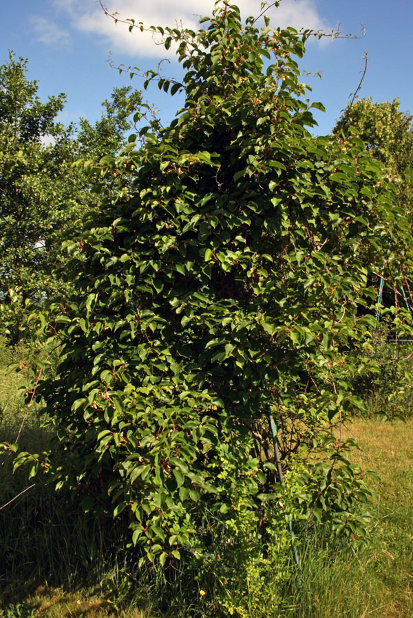 Actinidia arguta vine