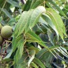 The Black Walnut