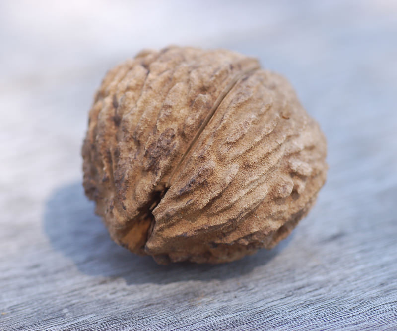 A nut from the Black Walnut tree