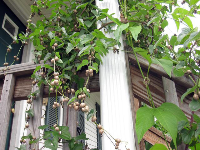 Dioscorea batatas air tubers
