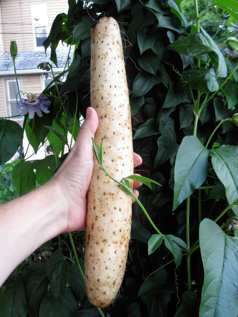 Hardy yam root