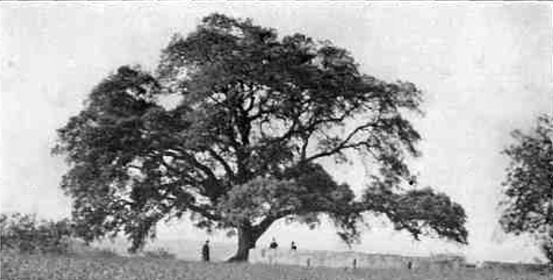 Tree Crops: A Permanent Agriculture (Conservation Classics)